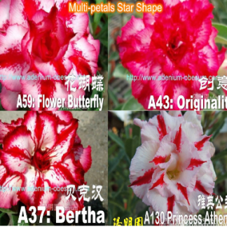 Multi Petal Star Shape