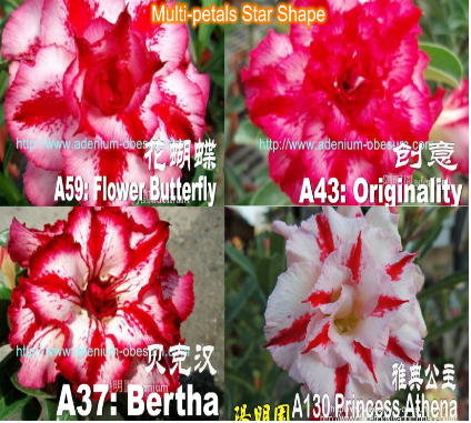 Multi Petal Star Shape