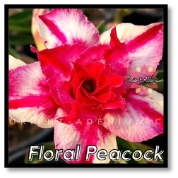 Floral Peacock - Orient