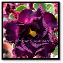 Frozen Bordeaux - Orient