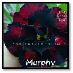 Murphy - Orient