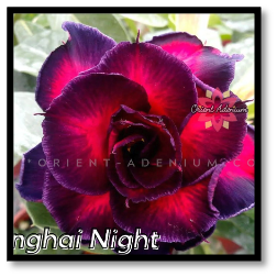 Shanghai Nights - Orient