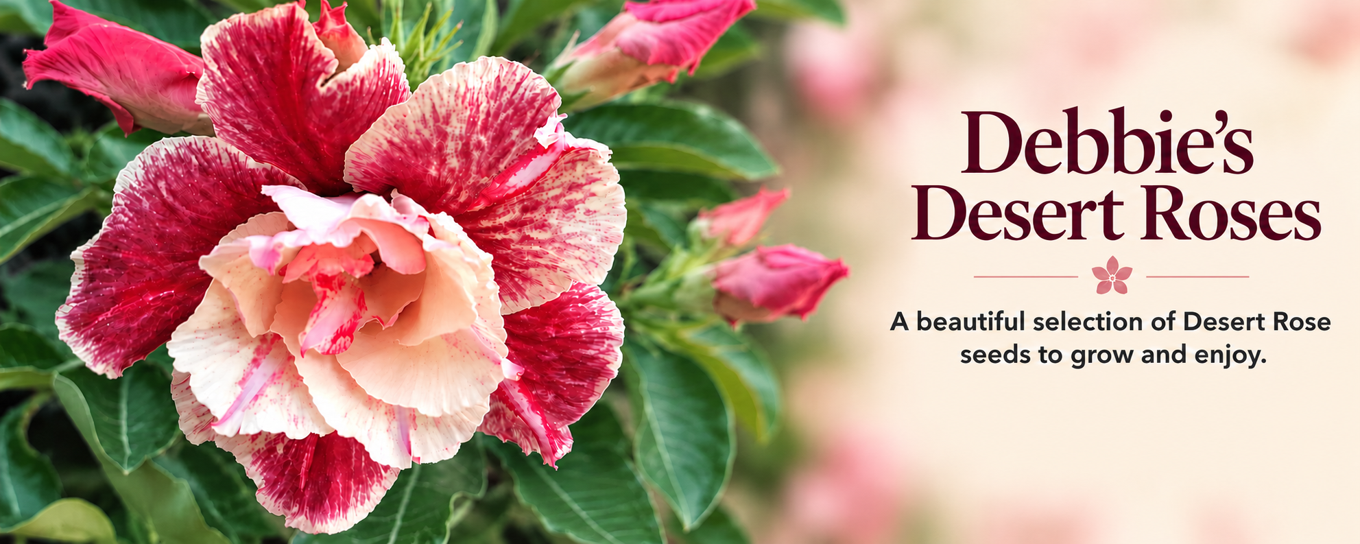 Antique Lady Desert Rose grown from seed by Debbie